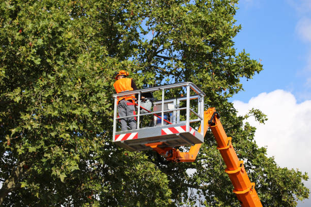 Best Hedge Trimming  in Sultan, WA